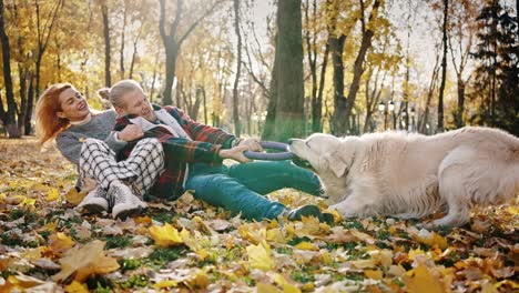 autumn fun.happy man and woman playing with their dog at golden fall park, pullin rubber circle over and laughing