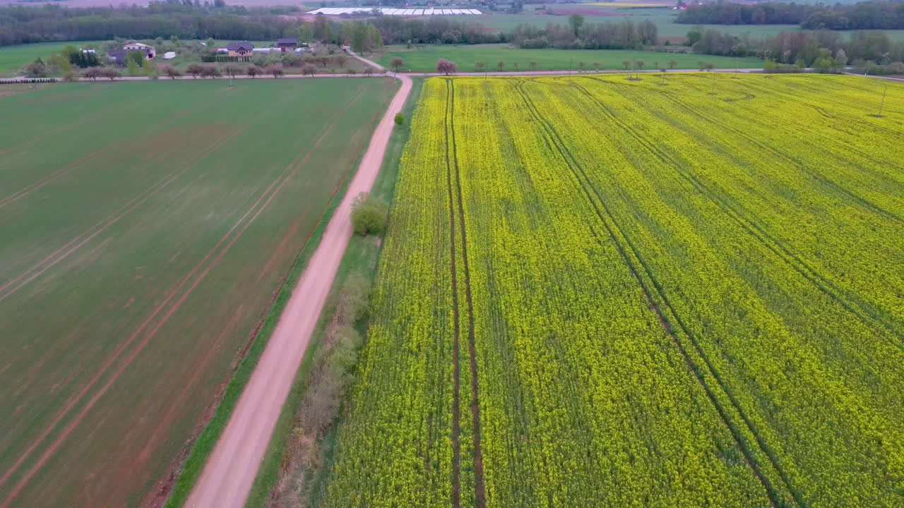 vuelo sobre el campo con flores de canola en flor y camino rural