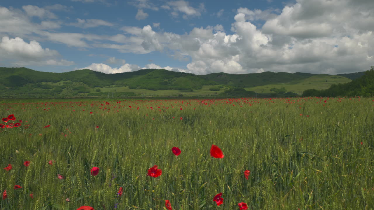 vista panorámica de un campo de trigo verde con amapolas rojas contra un cielo azul adornado con nubes blancas, altas colinas en la distancia