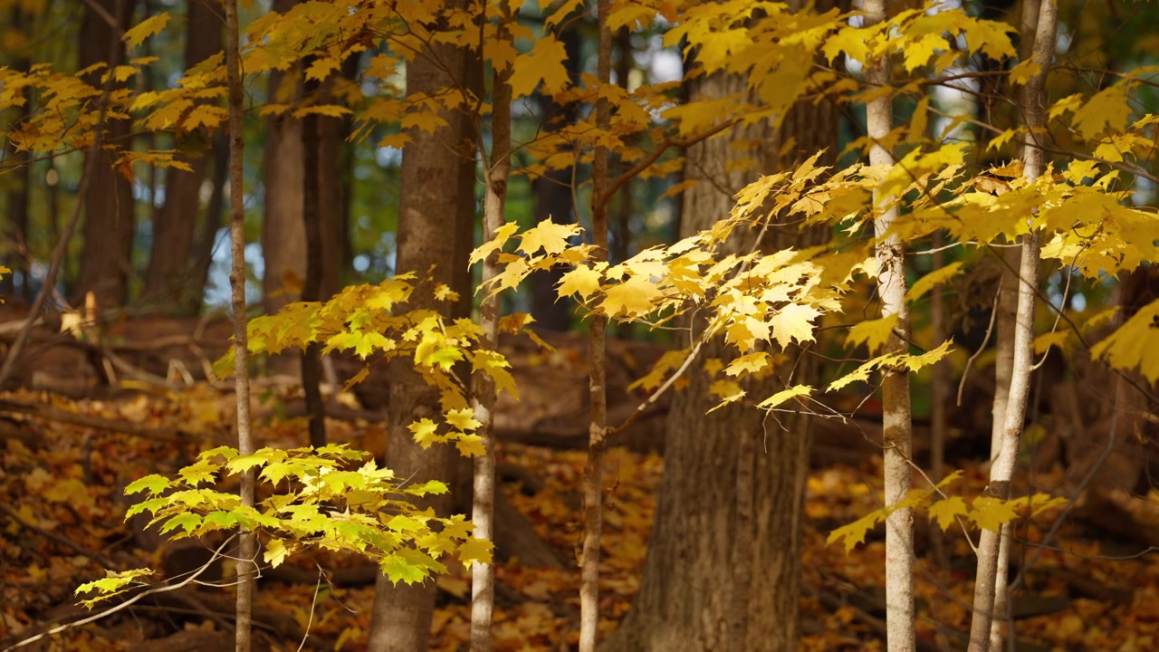Vibrant yellow maple leaves sway gently in the breeze on slender branches within a sunny autumn forest. Warm sunlight filters through the dense woodland canopy, creating a golden glow.