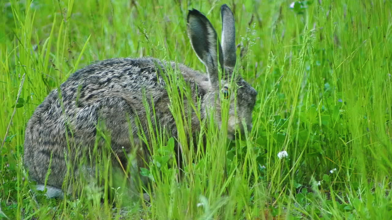 primer plano de una liebre de conejo hambrienta comiendo hierba en un campo de hierba