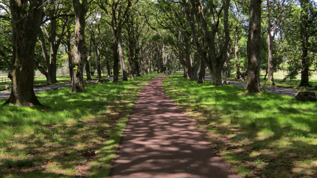 Passeggiando per il rigoglioso Cornwall Park, raggi di luce proiettano ombre astratte, attrazione della Nuova Zelanda