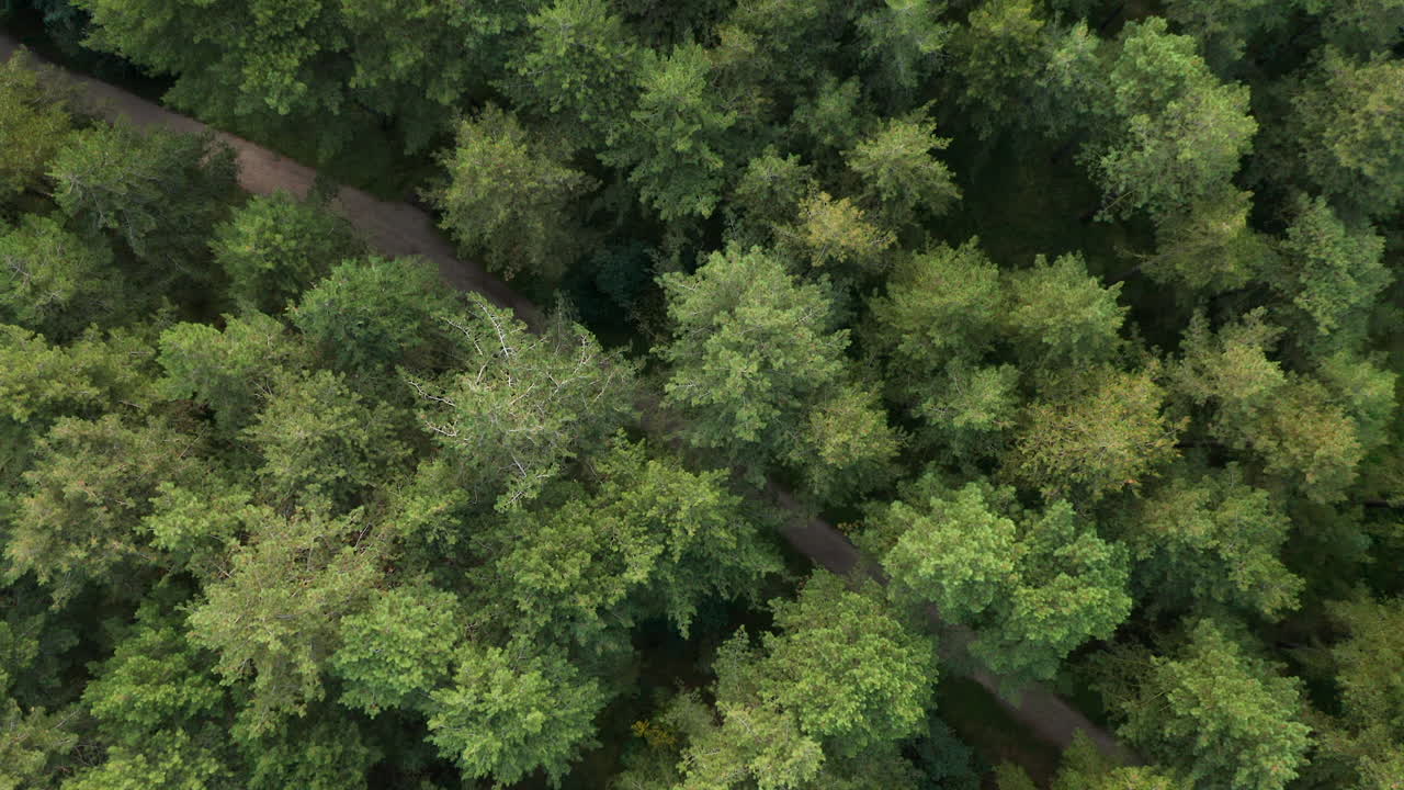 Bird's Eye View Of Beautiful Pine Forest And Road In Zuid-Kennemerland National Park In The Netherlands - aerial drone shot