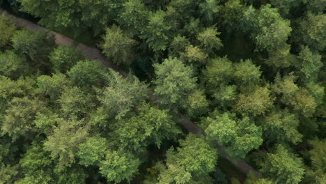 Vista-Panorámica-Del-Hermoso-Bosque-De-Pinos-Y-La-Carretera-En-El-Parque-Nacional-Zuid-kennemerland-En-Los-Países-Bajos---Toma-Aérea-De-Drones