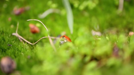 Close-up-wildlife-of-a-ladybug-in-the-green-grass-in-the-forest