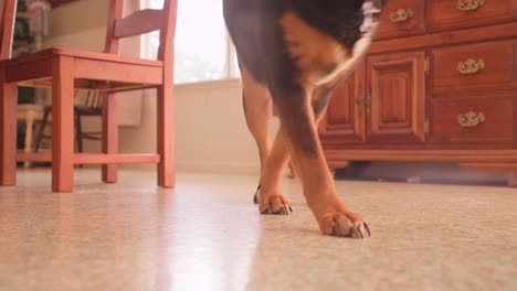 a big dog laying on a dining room floor and then getting up and walking away