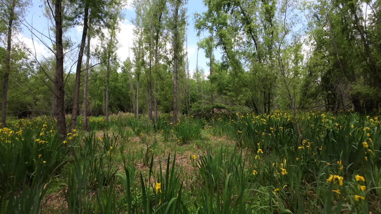 Dynamic nature background, FPV through forest with yellow iris wildflowers
