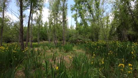 dynamic nature background, fpv through forest with yellow iris wildflowers