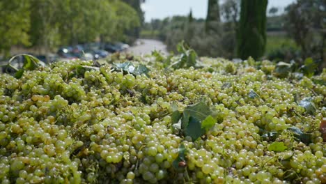 large pile of fresh picked green grapes in spanish vineyard - close up, slow motion