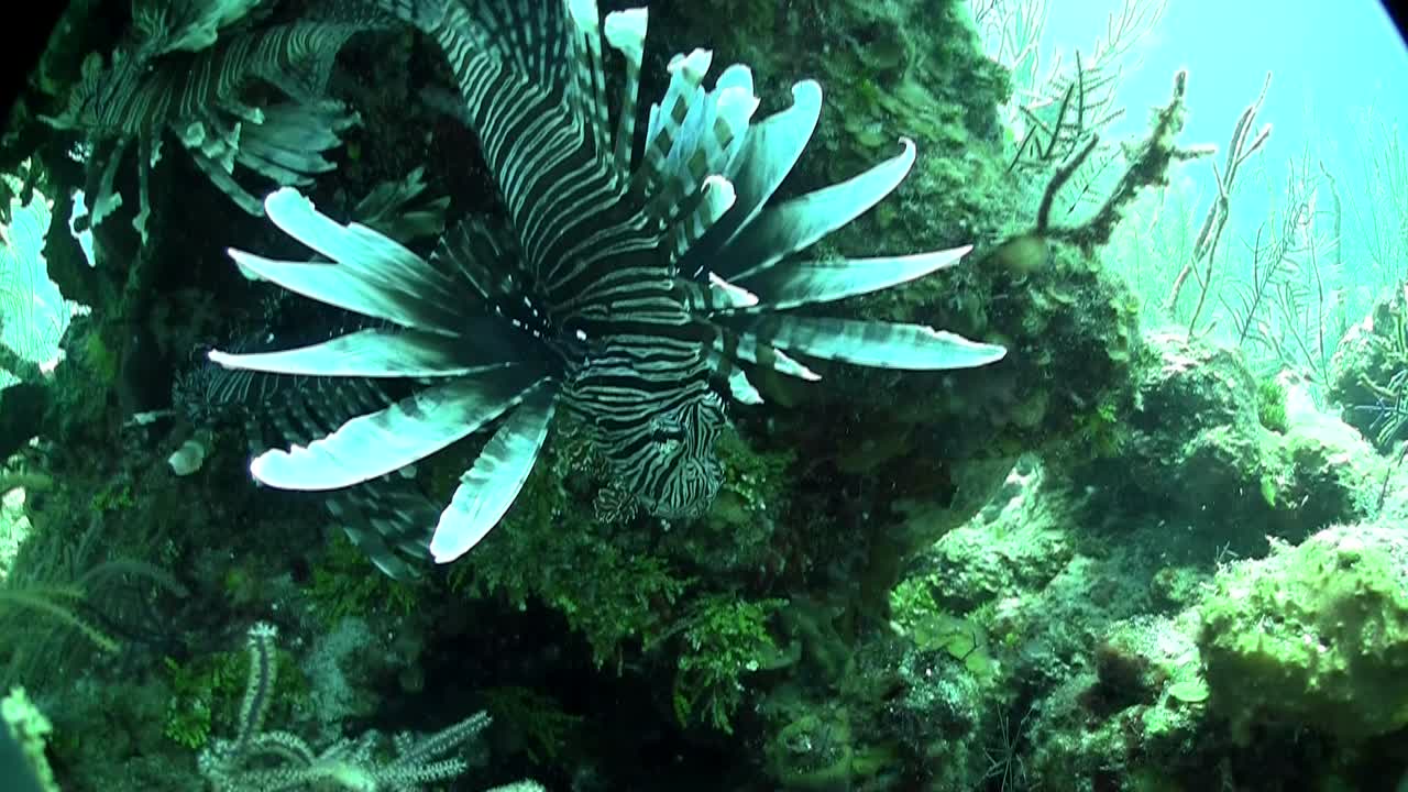 치명적인 lionfish는 녹색 수중 바다 경치에 떠 있습니다.