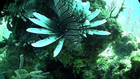 a deadly lionfish floats in a green underwater seascape