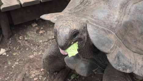 Eine-Riesenschildkröte-Frisst-Ein-Salatblatt-Aus-Der-Hand-Eines-Touristen,-Nakupenda,-Prison-Island,-Sansibar,-Tansania,-Aufnahme-Mit-60 fps