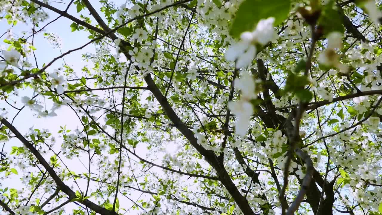 Blooming cherry trees