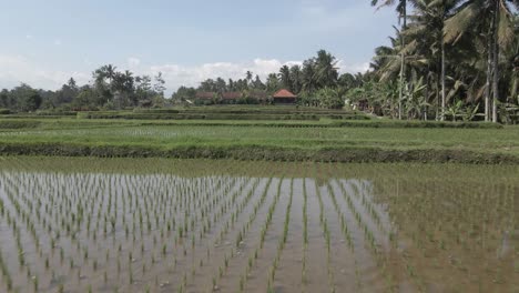 Agricultura-Del-Arroz:-Vuelo-Muy-Bajo-Sobre-Campos-De-Arroz-Inundados