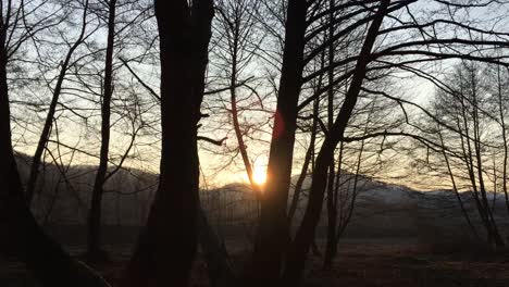 walking on a forest road, early spring season, with beautiful light coming from sunset