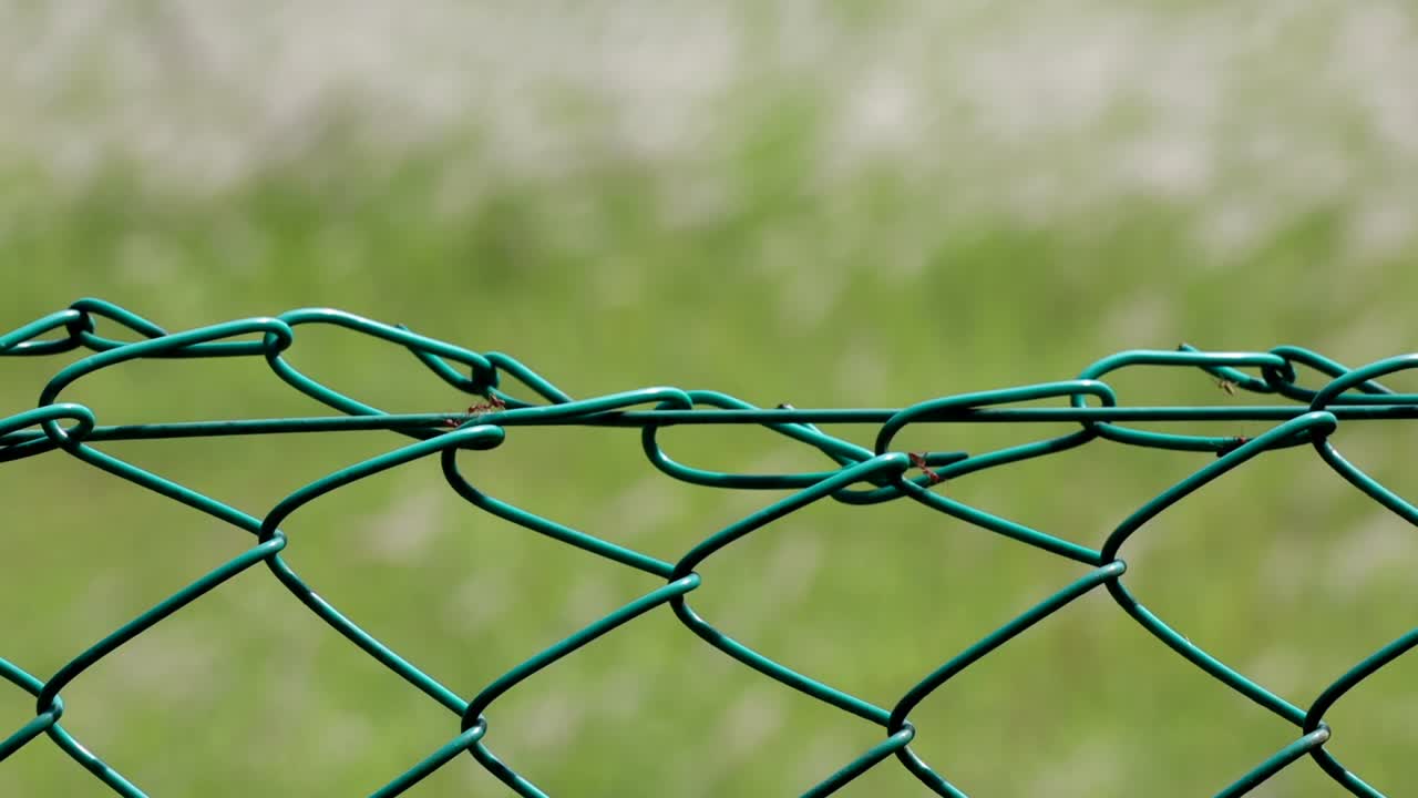 un montón de hormigas corriendo hacia atrás y hacia adelante en la valla de alambre de metal con las flores de hierba que fluyen con el viento como fondo