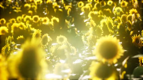 Sunflowers-blooming-in-Late-Summer