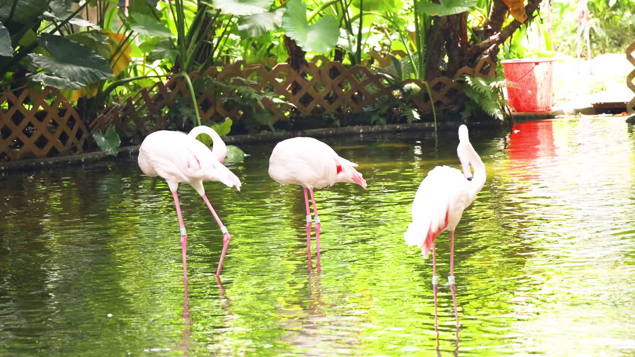 평온 한 공원 연못 에서 헤엄치는 플라밍고