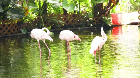 flamingos wading in a serene park pond