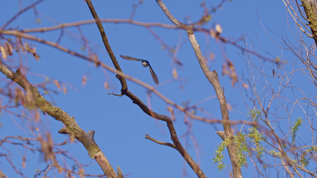 Stunning slow-mo of purple martins gliding effortlessly during a spring morning.