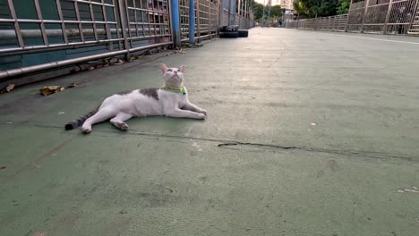 a cat playing and rolling on a concrete surface