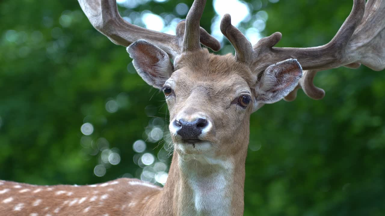 majestuoso barbecho europeo querido buck está alerta mientras mira hacia la cámara - de cerca