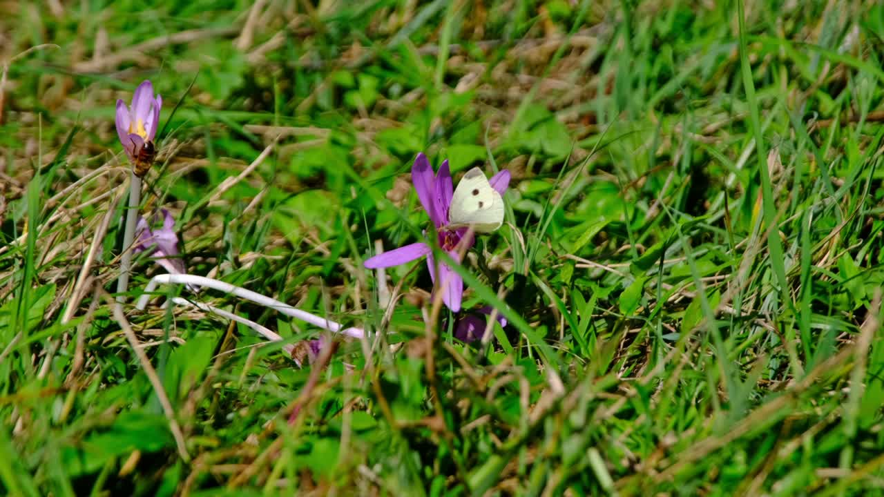 밝고 화창한 날 푸른 초원에 서 있는 보라색 꽃에 흰 나비와 꿀벌이 꽃가루를 모으는 모습을 가까이서 볼 수 있습니다.