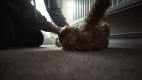 adorable brown furry cockapoo playing with his owner while lying on the floor inside the house - low-level shot