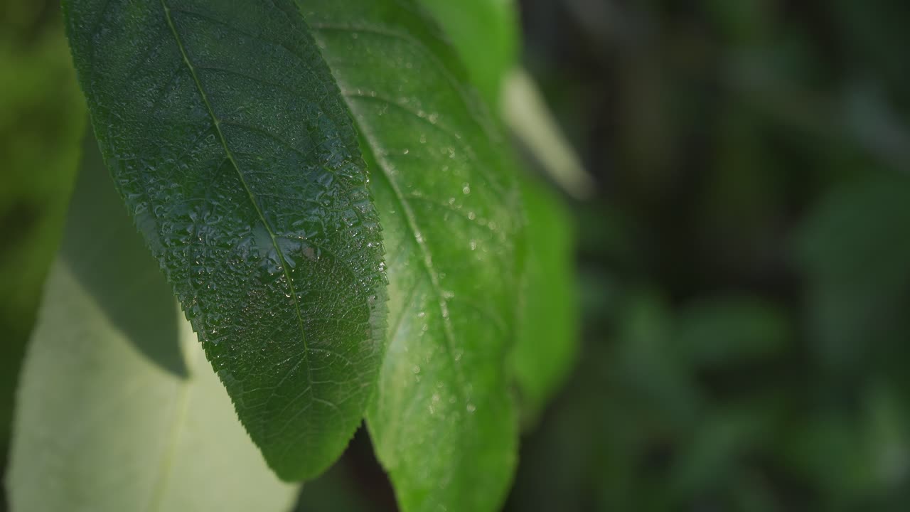 Green sunlit tropical leave