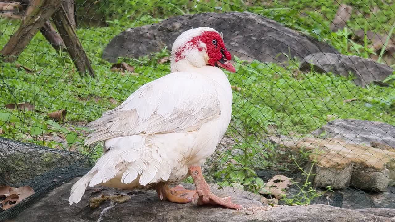 pato blanco con cresta roja