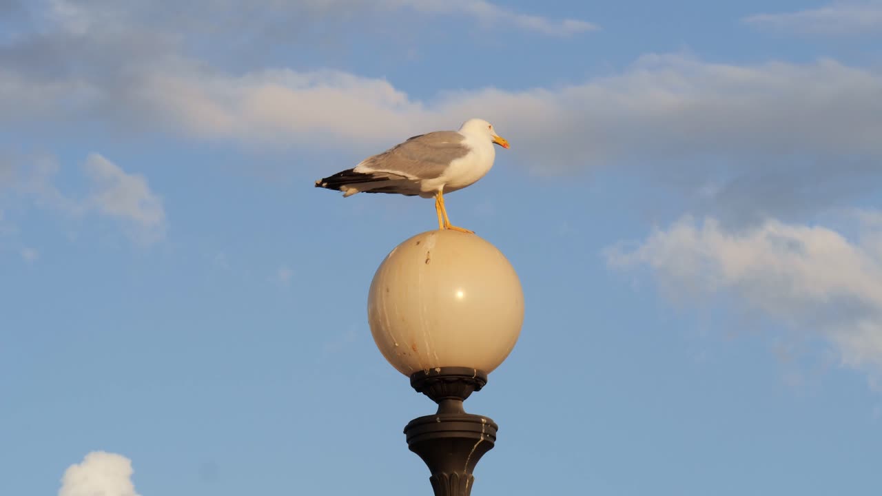Seagull on a Round Lamp and the Sky with Clouds in the background