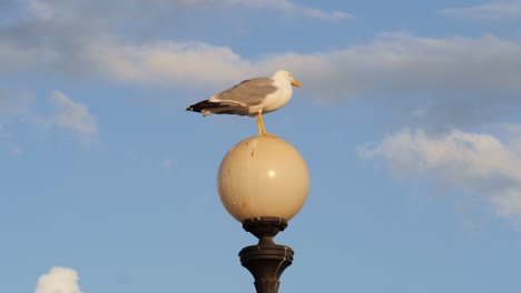 seagull on a round lamp and the sky with clouds in the background