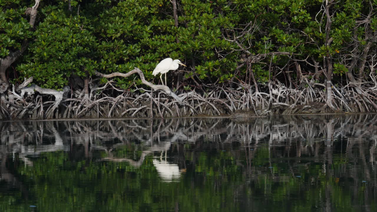 Great White Egret hunting the mangroves in Key West FL