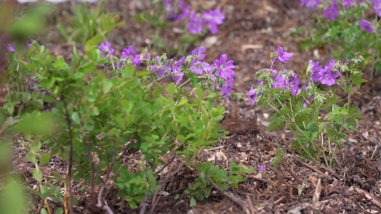 Purple cranesbill geraniums with green leaves growing in a rain garden with xeriscaping