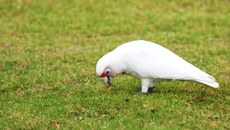 a long-billed corella searches for food on grassy terrain, captured in natural daylight with steady camera focus
