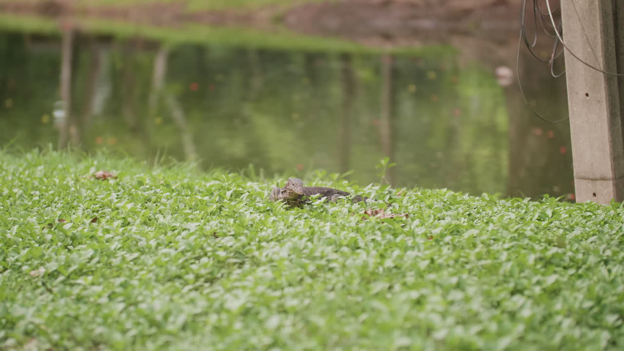 Monitor Lizard in Grass near Pond