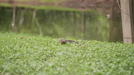 monitor lizard in grass near pond