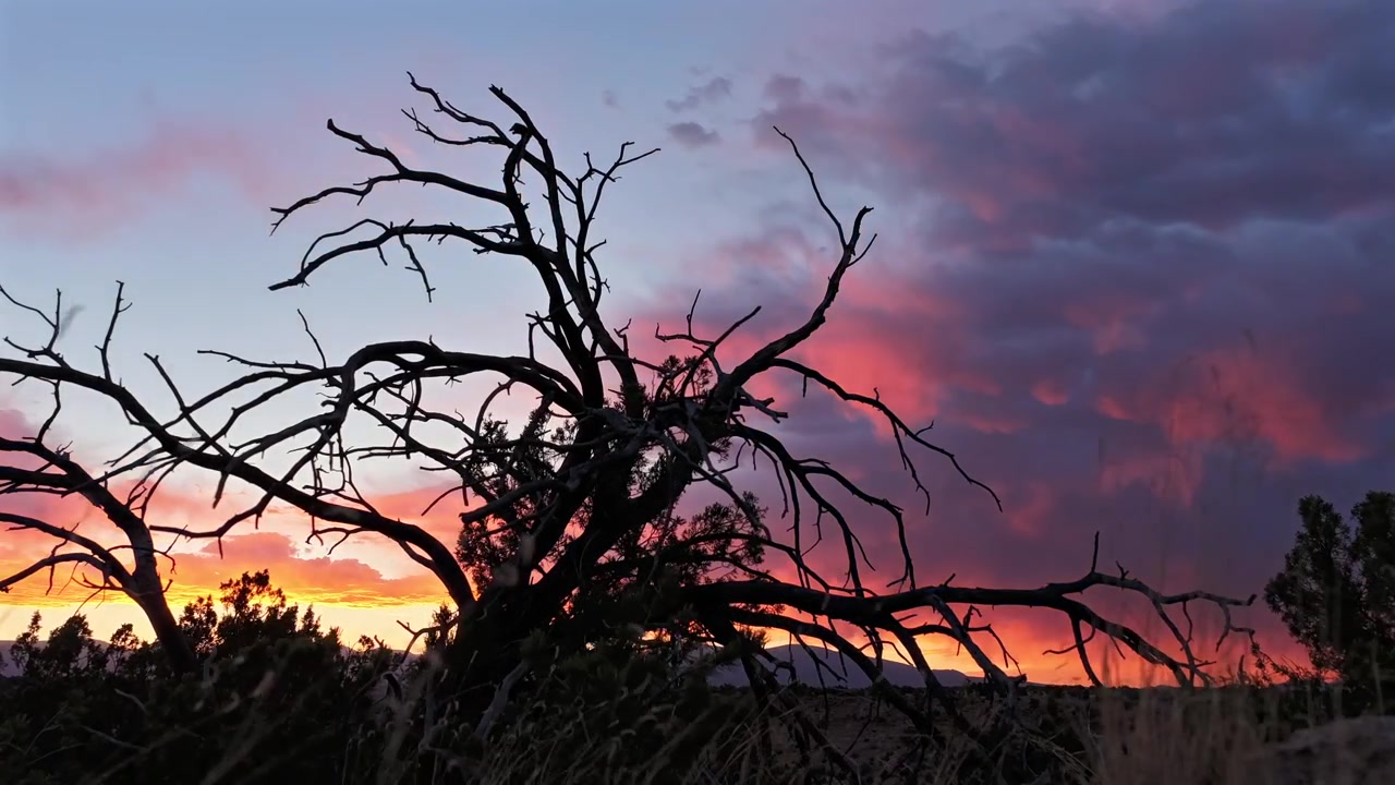 Timelapse 4K UHD: nuvole drammatiche e multicolori al tramonto attraversano rapidamente il cielo dietro la silhouette scura e contorta di un albero del deserto morto. Arancione, viola e blu vibranti illuminano il crepuscolo