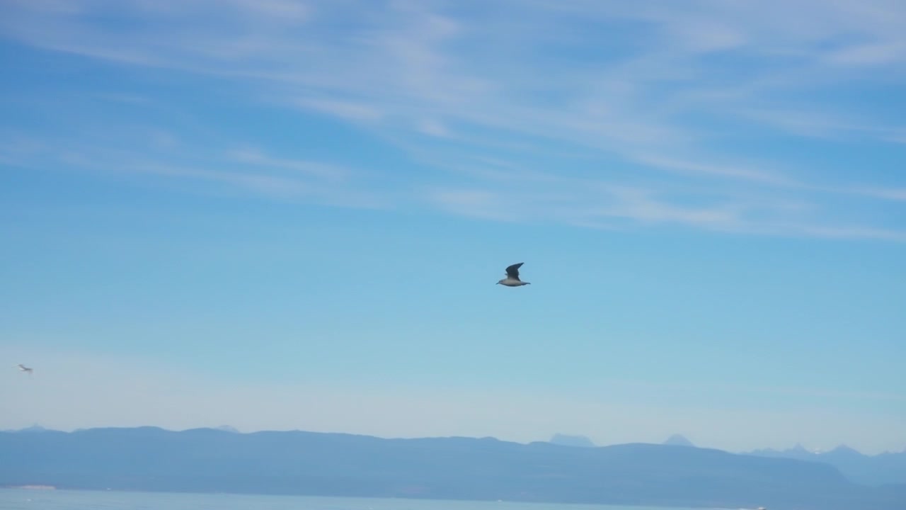 Hvid måge flyver over havvand med disede kystbjerge
