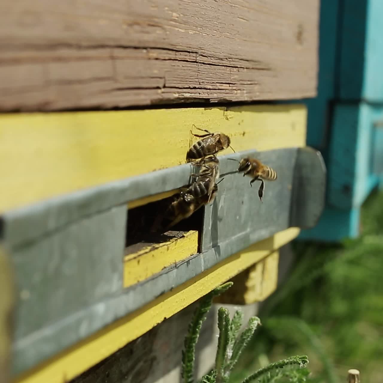 Bees On The Entrance To The Hive During. Bees crowding on the entrance to the hive during honey harvest