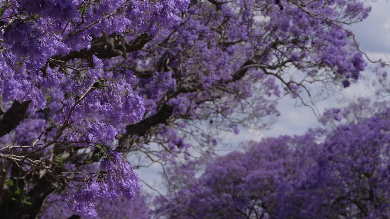 Flowering Jacaranda Tree At Grafton In NSW, Australia - Low Angle Shot