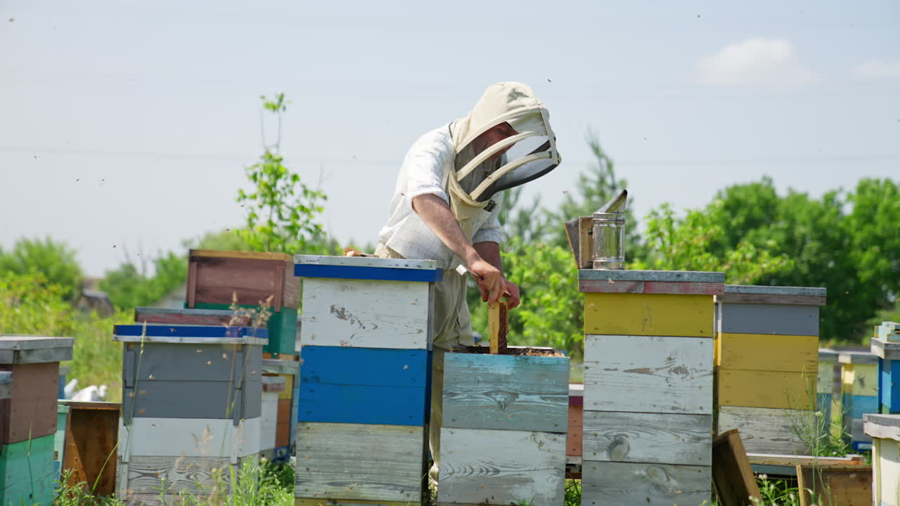 Apiarist carefully takes a frame out of bee hive. Experienced beekeeper checking up honey harvest and bees condition in his farm.
