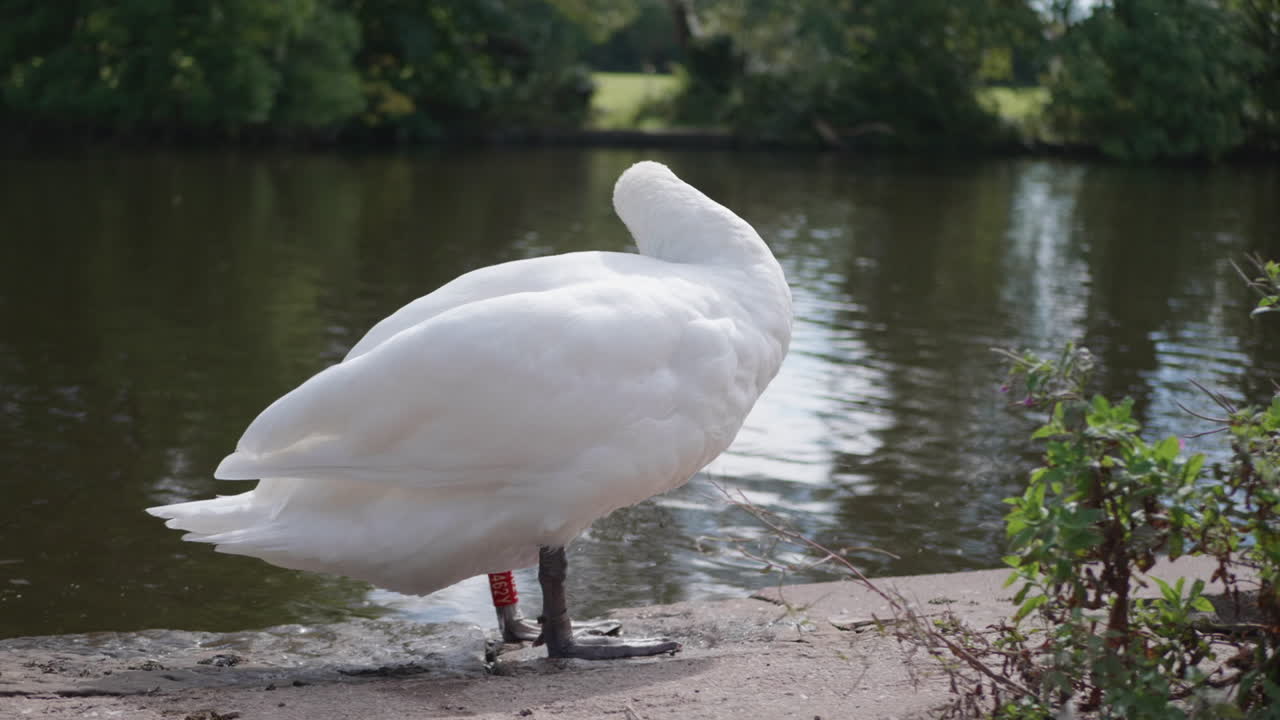 un cisne blanco estaba junto al agua limpiándose