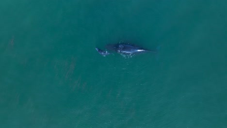 aerial birds eye of humpback cow and calf whale logging