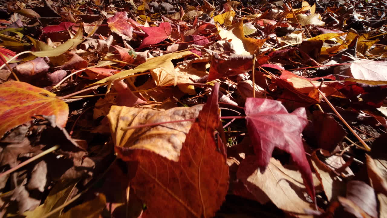 hojas de otoño en el suelo