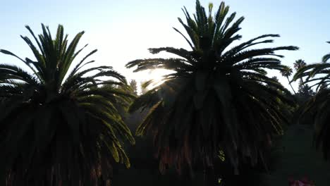 drone shot of multiple palm trees panning right during golden sunset hour with sun peeking through palm trees and clear blue skies in los angeles, california park