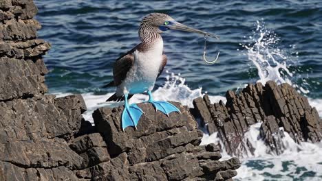blue-footed booby with fishing hook