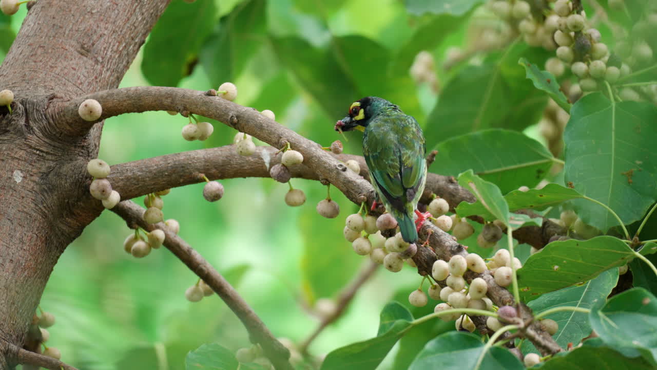 pájaro barbet de cobre comiendo fruta de sicono encaramado en la rama de la higuera marina y volando lejos