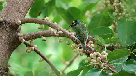 coppersmith barbet bird eating syconus fruit perched on sea fig tree branch and flying away