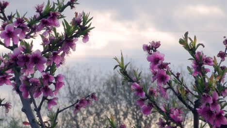 Pink-and-white-peach-blossoms,-in-the-background-trees-that-move-in-the-wind-and-gray-clouds-that-cover-the-hills